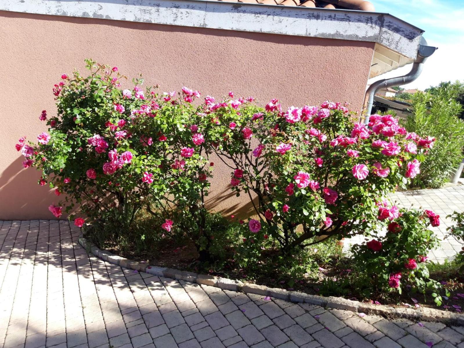 Comme Dans Un Ecrin - T2 De 50 M² Avec Jardin, Terrasse Et Piscine Apartment Vernaison Exterior foto